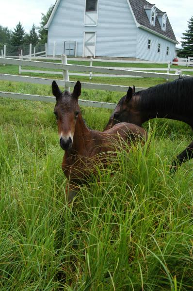 10_DSC_0014 (2).JPG - 2006 foal